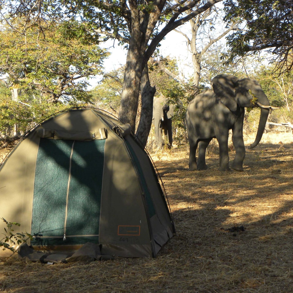 Camping-Safari im wilden Botswana